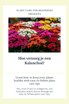 Hoe verzorg je een Kalanchoë?