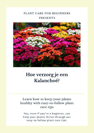 Hoe verzorg je een Kalanchoë?