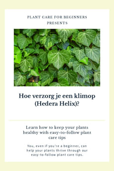 Hoe verzorg je een klimop (Hedera Helix)?