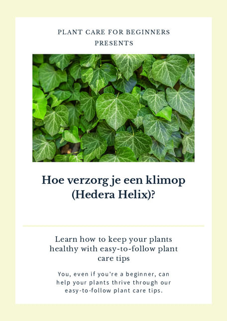 Hoe verzorg je een klimop (Hedera Helix)?
