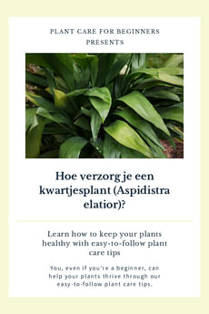 Hoe verzorg je een kwartjesplant (Aspidistra elatior)?