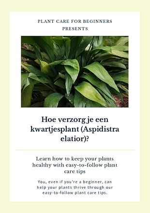 Hoe verzorg je een kwartjesplant (Aspidistra elatior)?