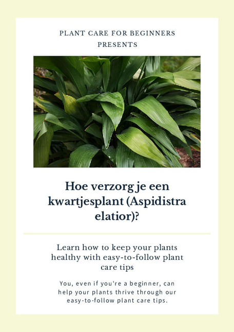 Hoe verzorg je een kwartjesplant (Aspidistra elatior)?