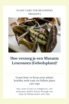 Hoe verzorg je een Maranta Leuconora (Gebedsplant)?