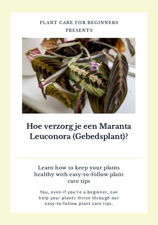 Hoe verzorg je een Maranta Leuconora (Gebedsplant)?