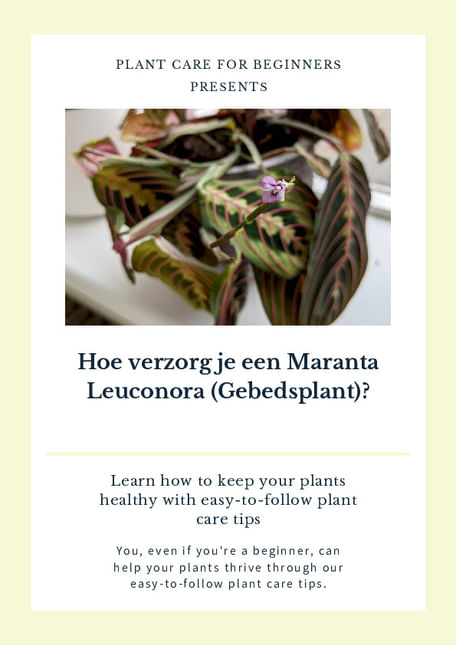 Hoe verzorg je een Maranta Leuconora (Gebedsplant)?
