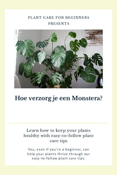 Hoe verzorg je een Monstera?