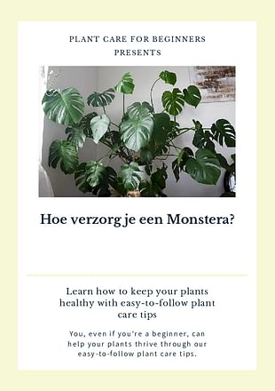 Hoe verzorg je een Monstera?