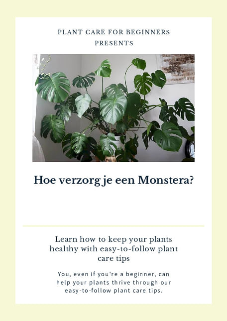 Hoe verzorg je een Monstera?