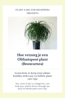 Hoe verzorg je een Olifantspoot plant (Beaucarnea)
