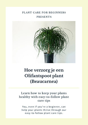 Hoe verzorg je een Olifantspoot plant (Beaucarnea)