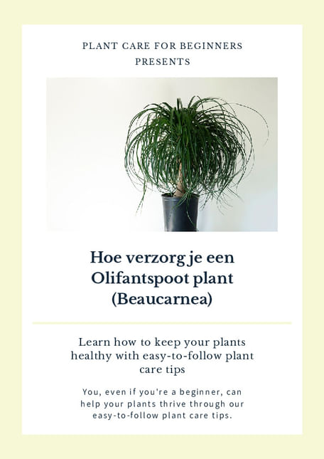 Hoe verzorg je een Olifantspoot plant (Beaucarnea)