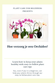 Hoe verzorg je een Orchidee?