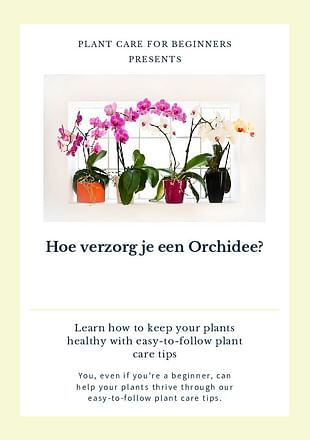 Hoe verzorg je een Orchidee?