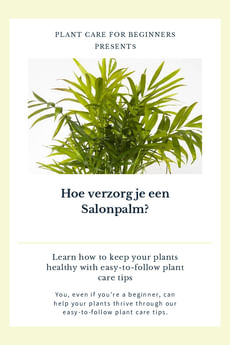 Hoe verzorg je een Salonpalm?