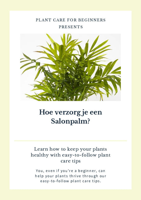Hoe verzorg je een Salonpalm?
