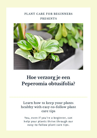 Hoe verzorg je een Peperomia obtusifolia?