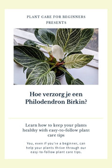 Hoe verzorg je een Philodendron Birkin?