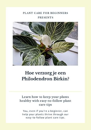 Hoe verzorg je een Philodendron Birkin?