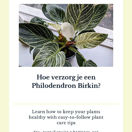 Hoe verzorg je een Philodendron Birkin?