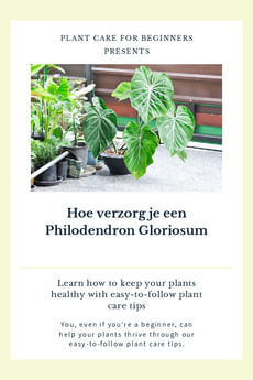 Hoe verzorg je een Philodendron Gloriosum