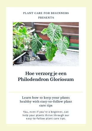 Hoe verzorg je een Philodendron Gloriosum