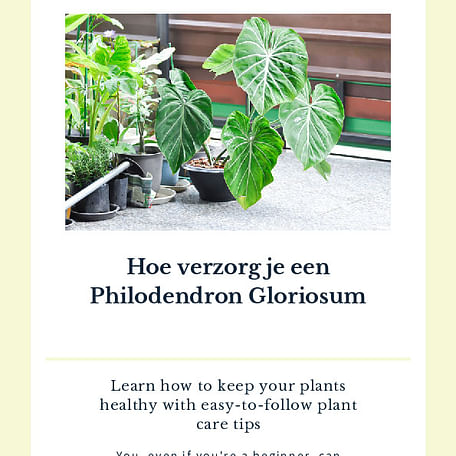 Hoe verzorg je een Philodendron Gloriosum