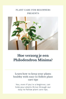 Hoe verzorg je een Philodendron Minima?
