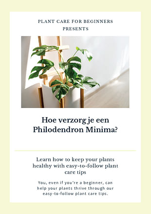 Hoe verzorg je een Philodendron Minima?