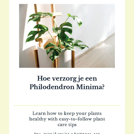 Hoe verzorg je een Philodendron Minima?