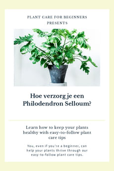 Hoe verzorg je een Philodendron Selloum?