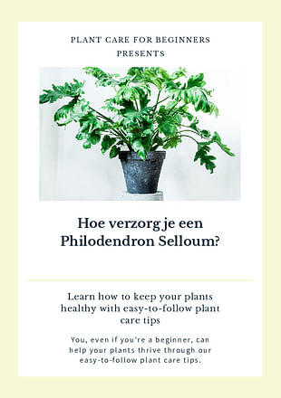 Hoe verzorg je een Philodendron Selloum?