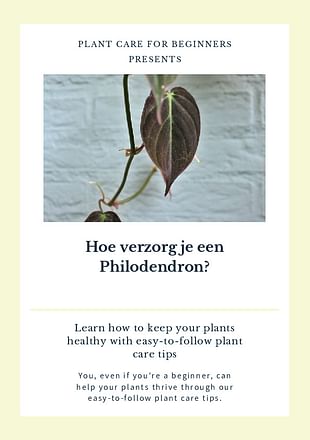 Hoe verzorg je een Philodendron?