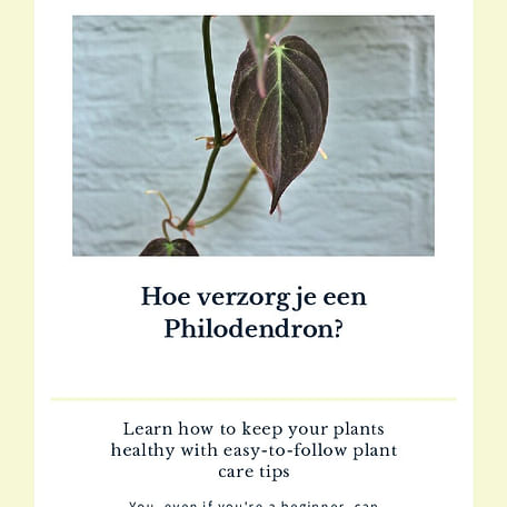 Hoe verzorg je een Philodendron?