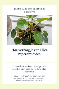 Hoe verzorg je een Pilea Peperomioides?