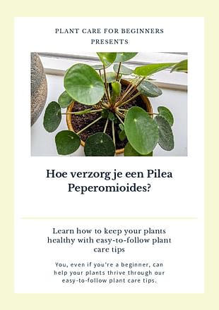 Hoe verzorg je een Pilea Peperomioides?
