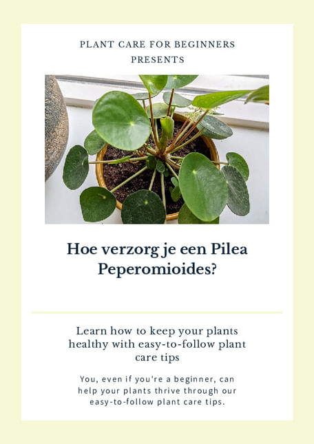 Hoe verzorg je een Pilea Peperomioides?