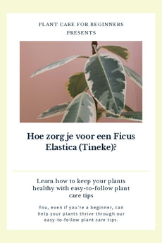 Ficus Elastica verzorgen (Rubberplant)