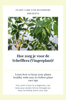 Hoe verzorg je een Schefflera?