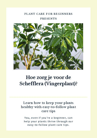 Hoe verzorg je een Schefflera?