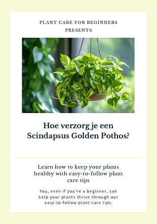 Hoe verzorg je een Scindapsus Golden Pothos?