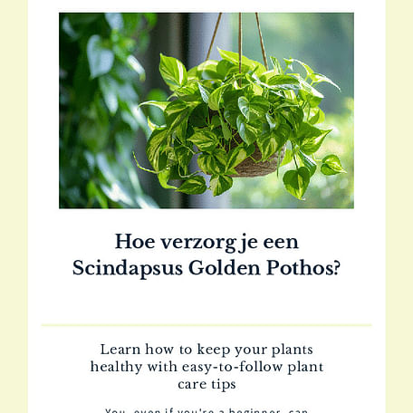 Hoe verzorg je een Scindapsus Golden Pothos?