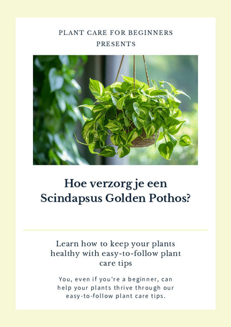 Hoe verzorg je een Scindapsus Golden Pothos?