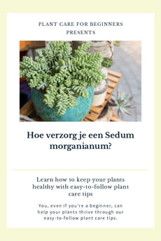 Hoe verzorg je een Sedum morganianum?