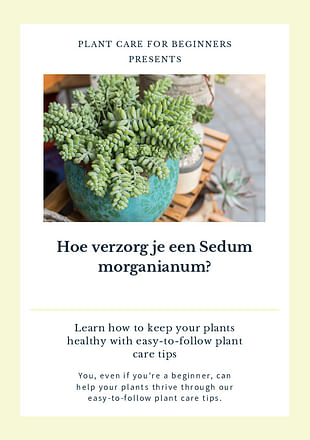 Hoe verzorg je een Sedum morganianum