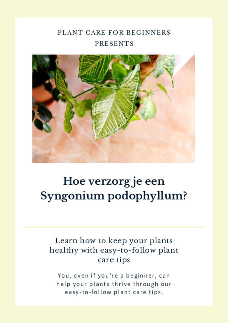 Hoe verzorg je een Syngonium podophyllum?