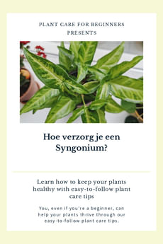 Hoe verzorg je een Syngonium?