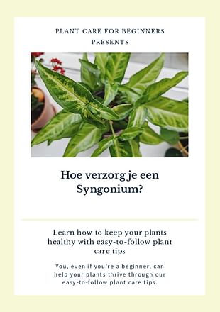 Hoe verzorg je een Syngonium?