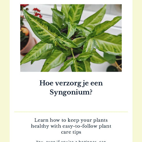 Hoe verzorg je een Syngonium?