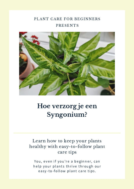 Hoe verzorg je een Syngonium?